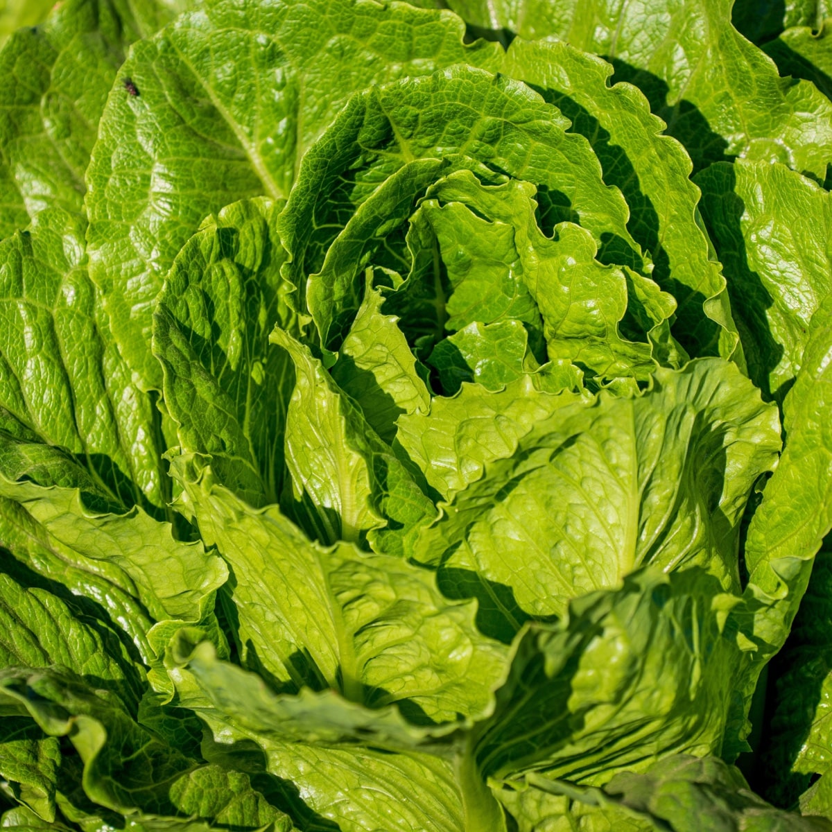 Lettuce